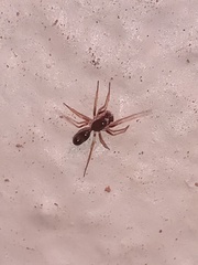 Coleosoma acutiventer