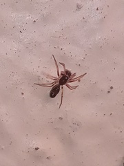 Coleosoma acutiventer