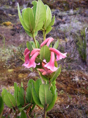 Rhododendron rarum