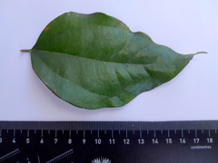 Cinnamomum