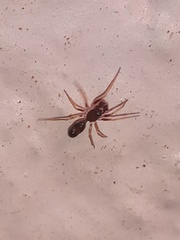 Coleosoma acutiventer