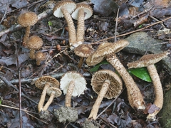 Inocybe hystrix