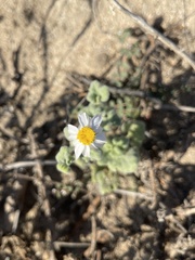 Perityle crassifolia