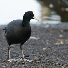 Fulica alai