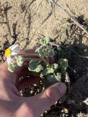 Perityle crassifolia