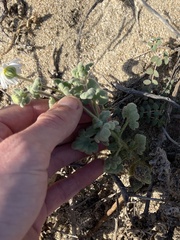 Perityle crassifolia