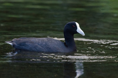 Fulica alai