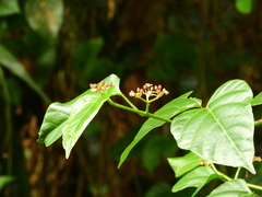 Cissus repens