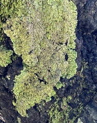 Physconia perisidiosa