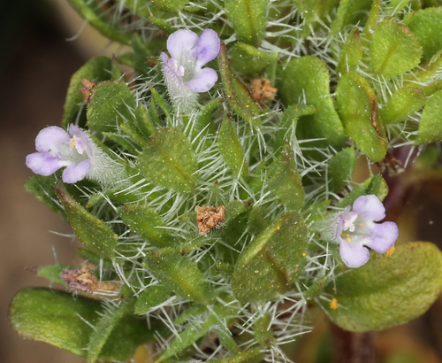 iNaturalist observation photo of Sacramento beardstyle