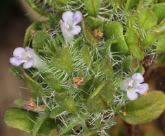 Pogogyne zizyphoroides