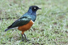 Lamprotornis superbus