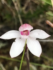 Caladenia alpina