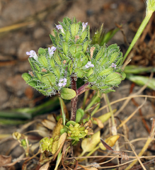 Pogogyne zizyphoroides