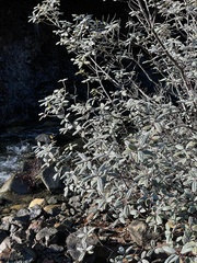 Frangula californica tomentella