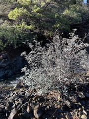 Frangula californica tomentella