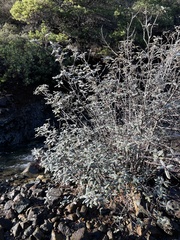 Frangula californica tomentella