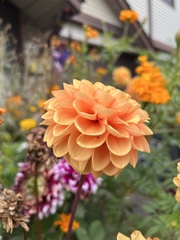 Dahlia pinnata