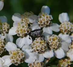 Odontocorynus