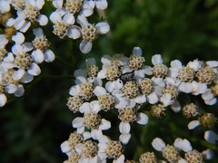 Odontocorynus