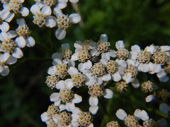 Odontocorynus