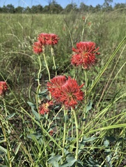 Pimelea haematostachya