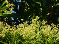 Alstonia muelleriana