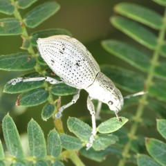 Ericydeus