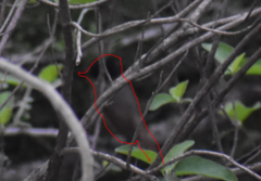 Pachyramphus aglaiae