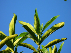 Alstonia muelleriana