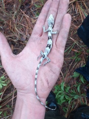 Polychrus acutirostris