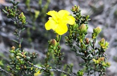 Hibbertia devitata