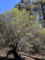 Frangula californica tomentella