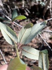 Frangula californica tomentella