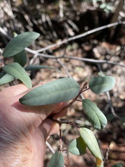 Frangula californica tomentella