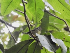 Basileuterus melanotis