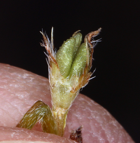 iNaturalist observation photo of stalked popcornflower