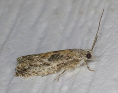 Epinotia nisella