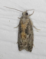 Epinotia nisella