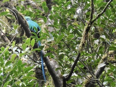 Pharomachrus mocinno