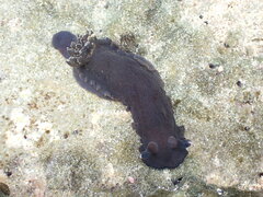 Dendrodoris nigra