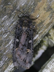 Actebia fennica
