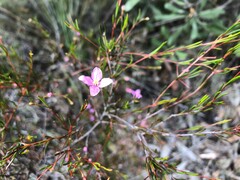 Boronia filifolia