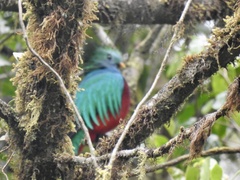 Pharomachrus mocinno