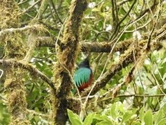 Pharomachrus mocinno