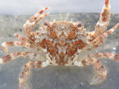 Liocarcinus