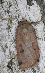 Abagrotis cupida