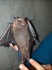 Artibeus lituratus