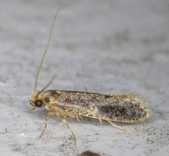 Tineidae