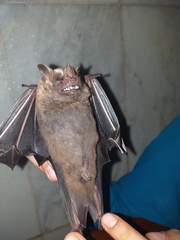Artibeus lituratus